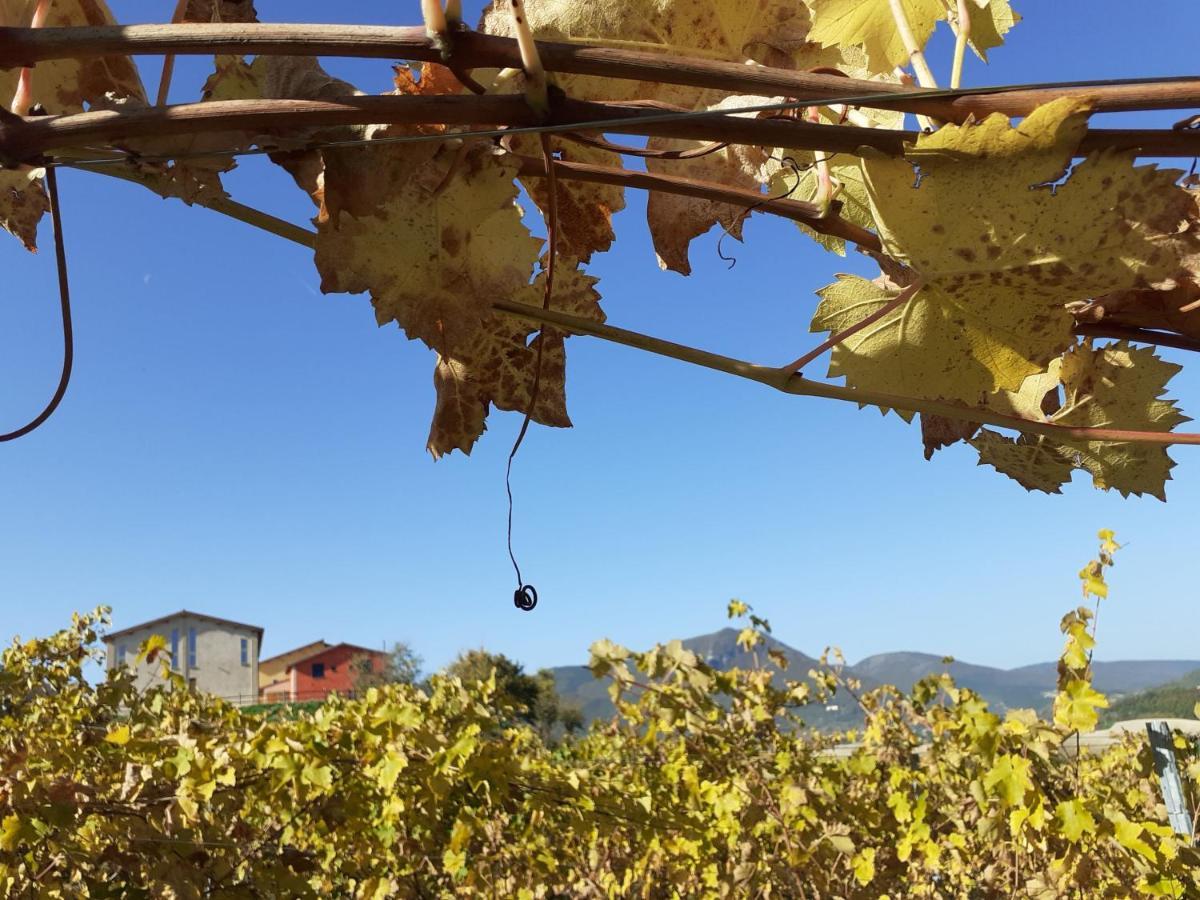 Tenuta Grimaldi Wine Resort Matelica Eksteriør billede